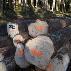 Heimisches Mondphasenholz für das Köhldorfner Muster-Holzhaus